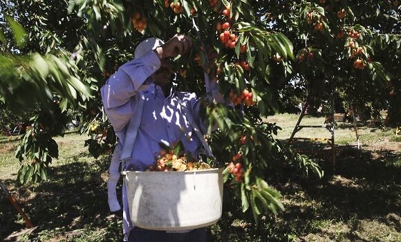 Nu se gasesc angajati pentru munca in agricultura?