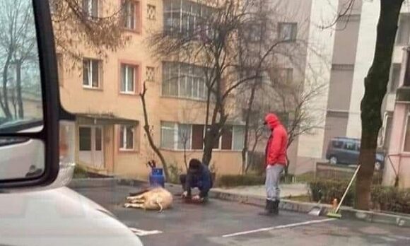 Vin sarbatorile, vin …