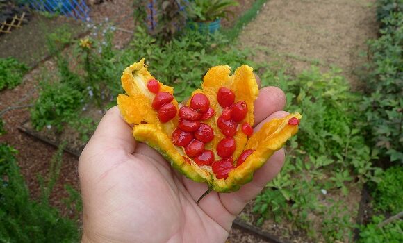 Momordica charantia – pareri, avantaje, cultivare