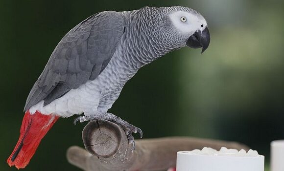 Donez papagali vorbitori