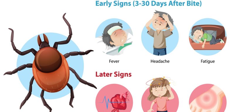 Boala Lyme: Ghidul complet pentru recunoaștere, tratament și prevenție