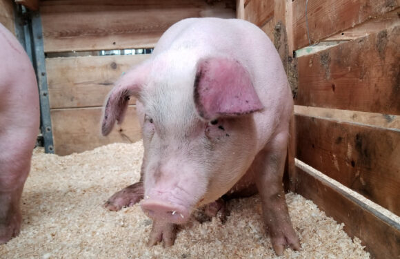 Noi tehnici pentru depistarea pestei porcine la DSVSA