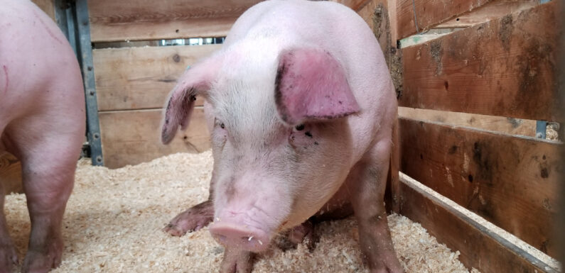 Noi tehnici pentru depistarea pestei porcine la DSVSA